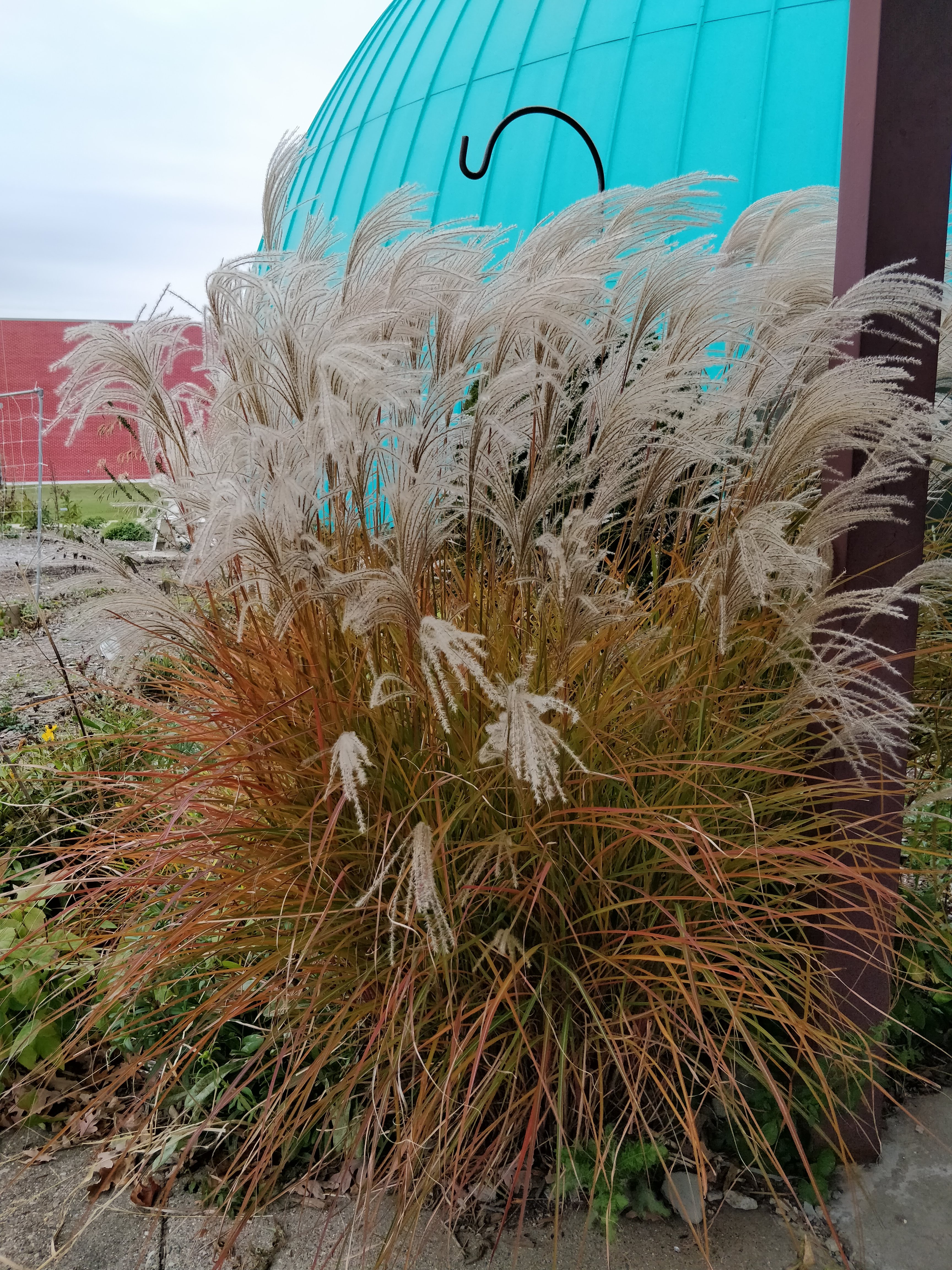 White seedheads